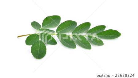 Moringa leaves over white background 22628324