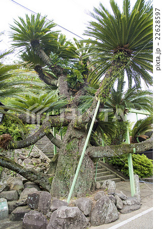 樹齢400年の大ソテツ（長崎県平戸市） 22628597