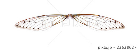Insect cicada 22628627