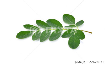 Moringa leaves over white background Moringa leaves over white background 22628642