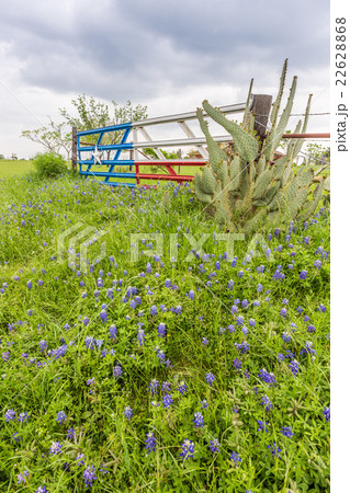 Bluebonnet field, Texas flag gate in countryside 22628868