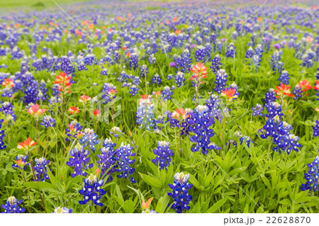Bluebonnet and indian paintbrush in Ennis, TX 22628870
