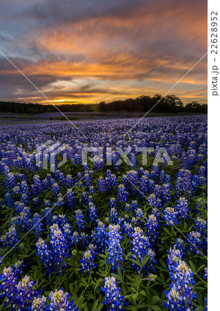 Beautiful Texas bluebonnet field in spring 22628952