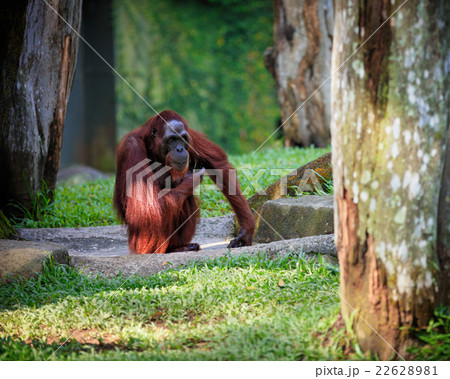 Wild animal in nature Wild animal in nature 22628981