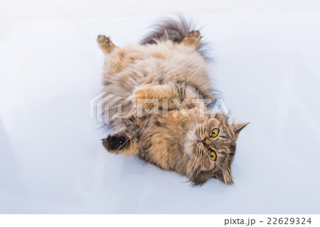 Cute persian cat Cute persian cat 22629324