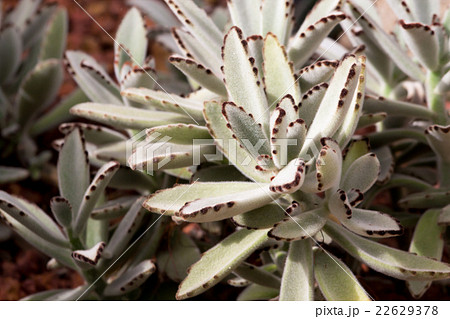 beatiful cactus beatiful cactus 22629378