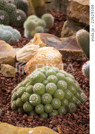 cactus 22629386