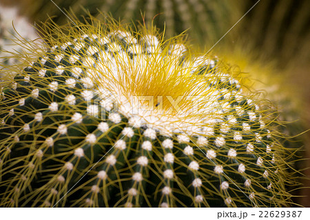cactus cactus 22629387