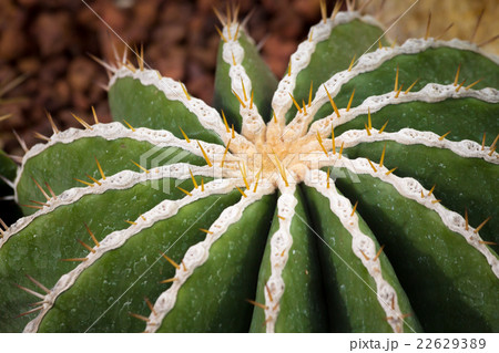 cactus cactus 22629389