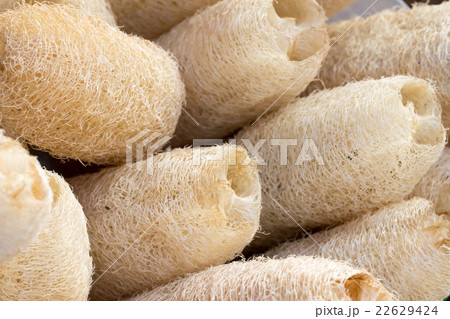 loofa loofa 22629424