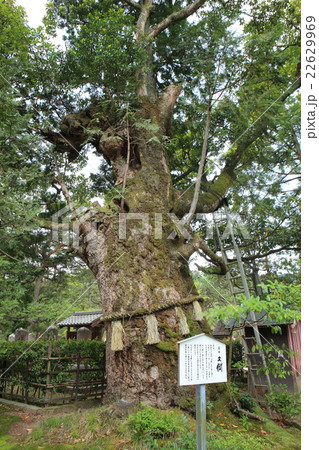 智恩寺　文樹　 22629969