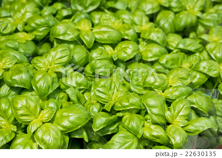 Fresh green basil at the farm market Fresh green basil at the farm market 22630135