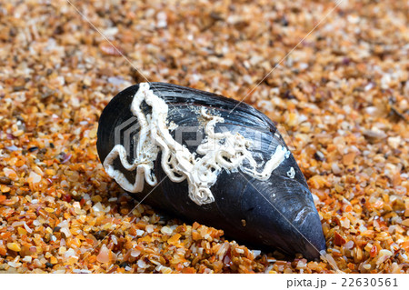 Shells of mussel on sand Shells of mussel on sand 22630561