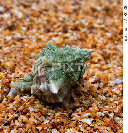 Wet seashell on sand in sunny day Wet seashell on sand in sunny day 22630600