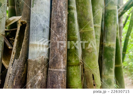 Asian Bamboo forest - abstract background. 22630715