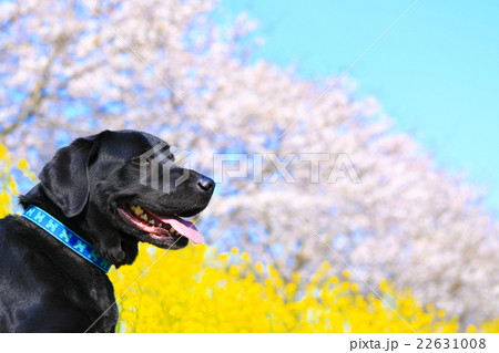 爽やかだね~♪ 爽やかだね~♪ 22631008