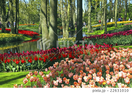 Multicolored tulips in spring, Netherlands Multicolored tulips in spring, Netherlands 22631010