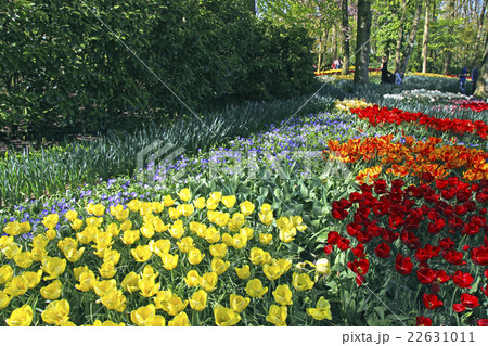 Multicolored tulips in Keukenhof Park, Netherlands Multicolored tulips in Keukenhof Park, Netherlands 22631011