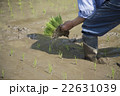 田植え 22631039