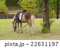 イベントの馬 22631197