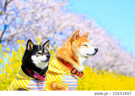 春だね~♪ 春だね~♪ 22631607