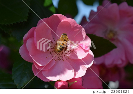 ミツバチとバラの花 22631822
