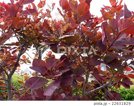 スモークツリー 22631829