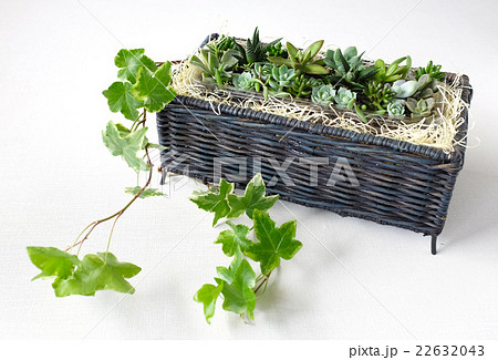 多肉植物の寄せ植え 22632043