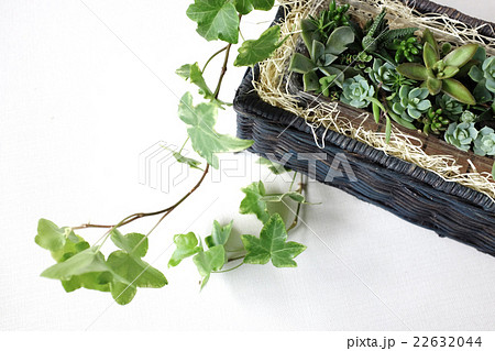 多肉植物の寄せ植え 22632044