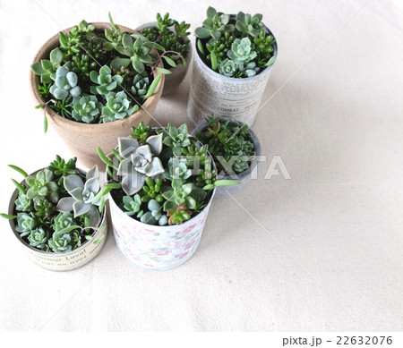 多肉植物の寄せ植え 多肉植物の寄せ植え 22632076