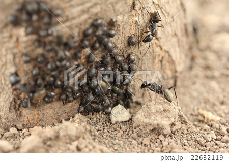 油虫 クリオオアブラムシ と蟻 クロオオアリ の写真素材
