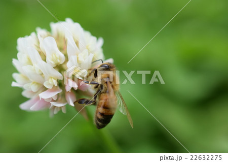西洋ミツバチとクローバーの花　シロツメクサの花とミツバチ　紫尾神社秋の大祭　高尾野町　出水市　鹿児島 22632275