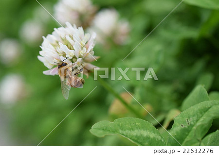 西洋ミツバチとクローバーの花　シロツメクサの花とミツバチ 22632276
