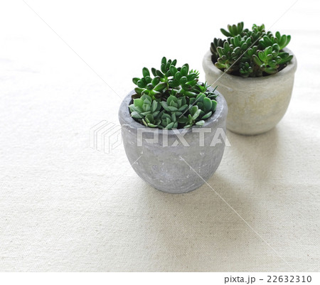 多肉植物の寄せ植え 22632310