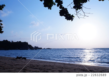 Dogs on the Beach（海辺の犬） 22632689