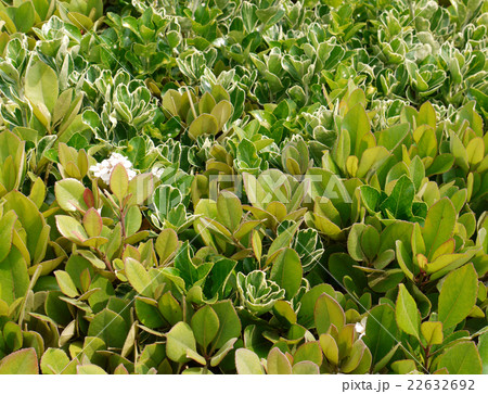 混ぜ垣 混ぜ垣 22632692