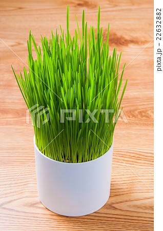 ペットグラス 22632882