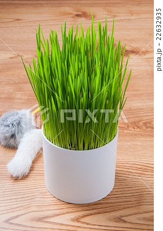 ペットグラスと猫じゃらし 22632935