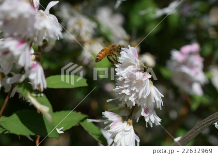 ミツバチとヒトツバダコの花(美白) ミツバチとヒトツバダコの花(美白) 22632969