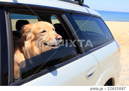 車の窓から顔を出す大型犬の写真素材