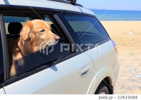 車の窓から顔を出す大型犬の写真素材
