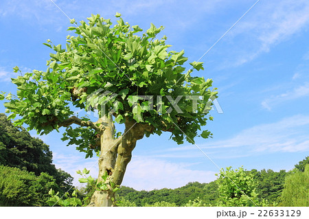 プラタナスの木の写真素材