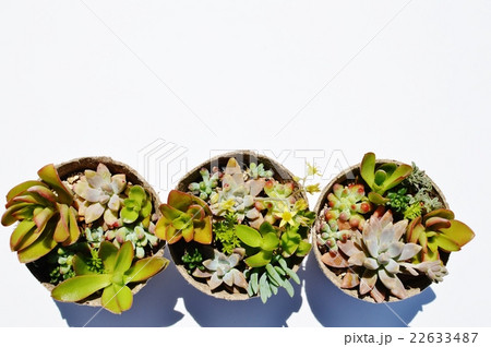 多肉植物の寄せ植え 22633487