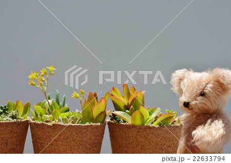 多肉植物の寄せ植えとテディベア 22633794