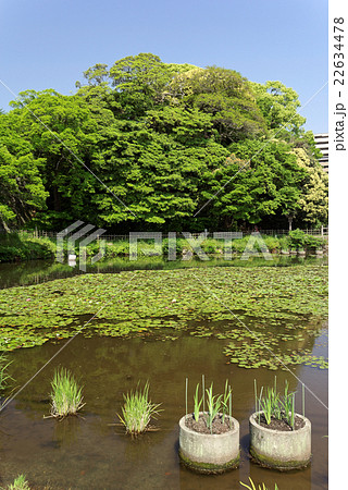 福岡城址の池と新緑 22634478