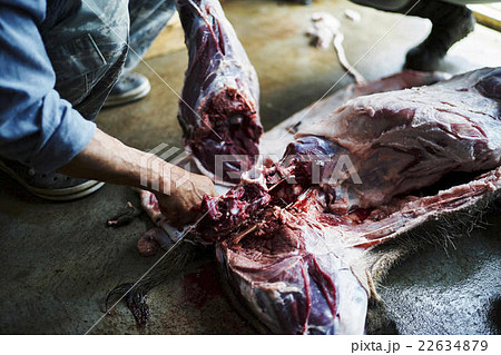 狩猟　イメージ 22634879