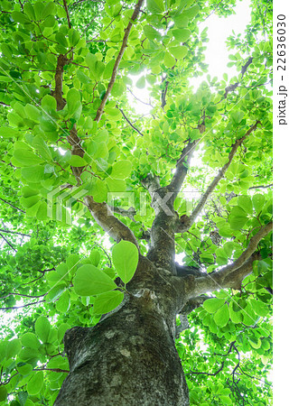 ハクモクレンの木と葉の写真素材
