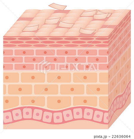 肌の断面図 22636064