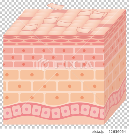 肌の断面図 22636064