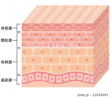 肌の断面図 22636065